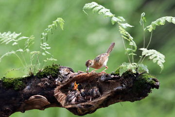 Cisticola exilis bird feeding its chicks in a cage, Baby Cisticola exilis bird waiting for food from its mother