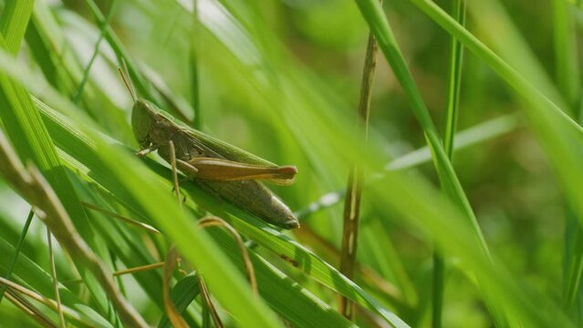 grasshopper sits on grass sunny day close up