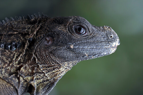 Closeup head of Hydrosaurus weberi, Hydrosaurus weberi lizard closeup
