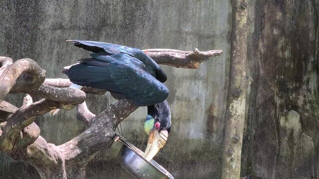 Wreathed Hornbill Eating Fruits, Endangered Tropical Bird in Natural Preserve