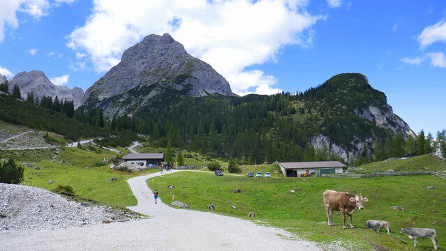 Wanderer und K&uuml;he an der Seebenalm mit der Sonnenspitze