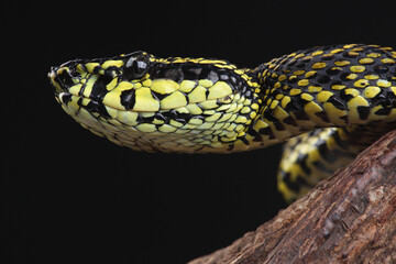 A portrait of Jerdon's Pitviper against a black background
