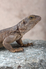 A Chuckwalla enjoying the warmth on a rock
