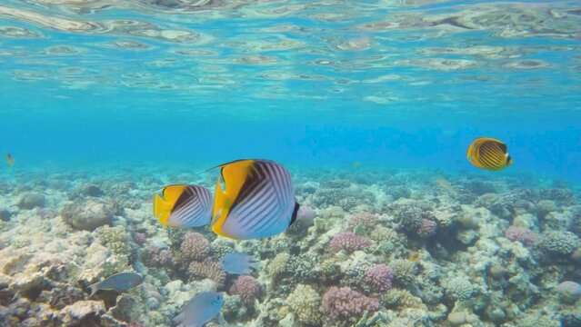 Pair of Threadfin butterflyfish swim at the surface over coral reef in clear blue water, slow motion