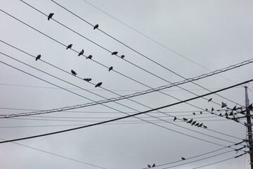 曇り空トワイライトを背景に鳩の群れが高圧線に