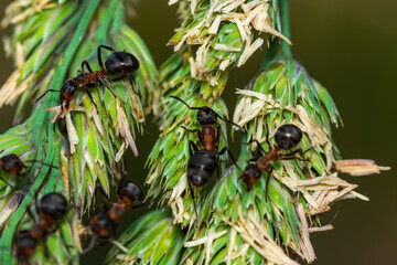 Closeup of an active ants on a spikelet branch.