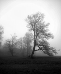 black & white HDR tree