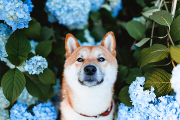 Beautiful red dog Shiba Inu on the background of blue hydrangea flowers