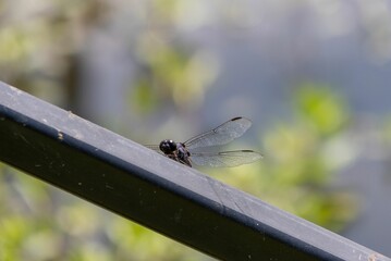 Closeup shot of a dragonfly on the blurry background
