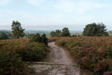 HIndhead Common, August 2022