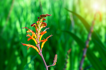 detail of a wild field flower in the afternoon sunlight with a green leafy background