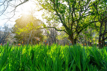 trees in a green grassy country setting