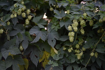 hop cones on a homogeneous background, green hop branches with cones, ripe hop fruits, natural...
