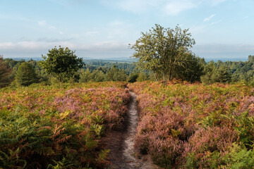 HIndhead Common, August 2022