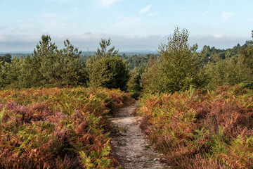 HIndhead Common, August 2022