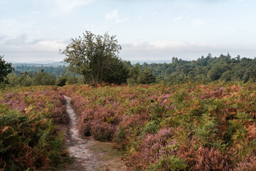 HIndhead Common, August 2022
