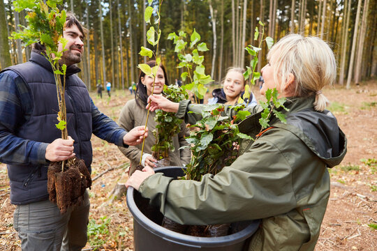 Group of volunteers distributing seedlings