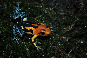 Beautiful closeup Ranitomeya fantastica varodero, Ranitomeya fantastica varodero hiding on green leaves