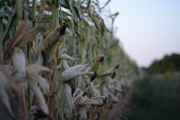 ripe corn field, corn cobs, corn field, ripe corn cobs on green background, green corn leaves