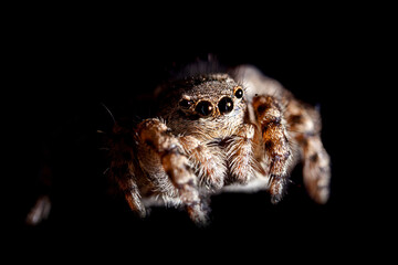 Portrait of a Jumping spider on black