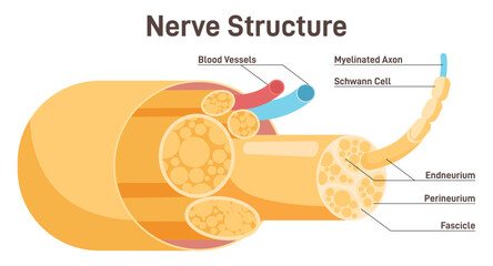 Nerve structure. Human nervous system connective tissue. Labeled scheme