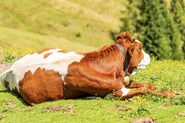 Brown and white dairy cow with cowbell on a mountain pasture, green meadow and valley, profile...