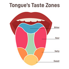 Human tongue. Muscular organ with papillae, taste receptors zones