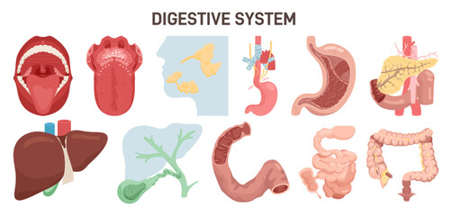 Digestive system anatomy. Human internal organs, corresponding