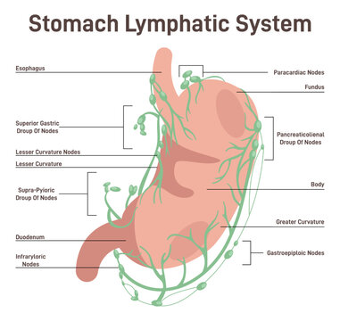 Lymphatic drainage of the stomach. Fluid exchange, body defense