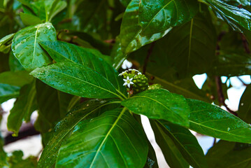 Beach tropical flowers guettarda speciosa