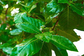 Beach tropical flowers guettarda speciosa