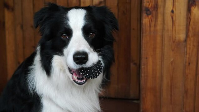 Funny cute puppy dog border collie holding toy ball in mouth at home indoor. Purebred pet dog with ball wants to playing with owner. Pet activity and animals concept