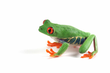 Red-eyed tree frog on white background, red-eyed tree frog (Agalychnis callidryas) closeup