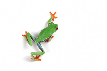 Red-eyed tree frog on white background, red-eyed tree frog (Agalychnis callidryas) closeup