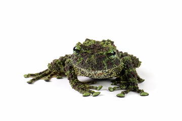 Theloderma corticale on white background, Mossy tree frog closeup on isolated background