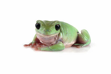 Dumpy frog 