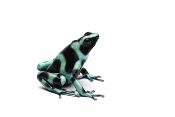 Dendrobates auratus green dart frog closeup on isolated background