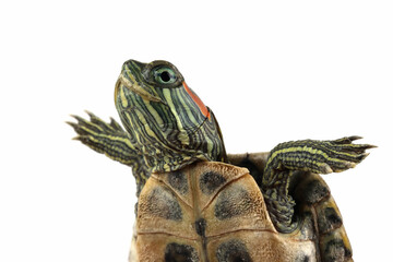 Funny face brazilian turtle, cute Baby brazilian turtle on white background