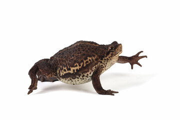 Pseudo subasper toad isolated on white background, Pseudo subasper closeup, Indonesian toad closeup