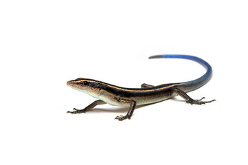 Blue tail skink (Cryptoblepharus egeriae) closeup on isolated background, Blue tail skink closeup