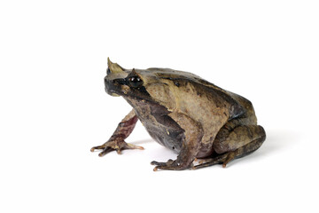 Megophrys montana toad Closeup on white background, Megophrys montana toad side view