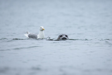 Kamchatka seal in Bering sea