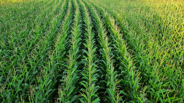 Drone shot flying low over corn stalks on farmers field in Canada