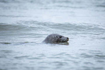 Kamchatka seal in Bering sea