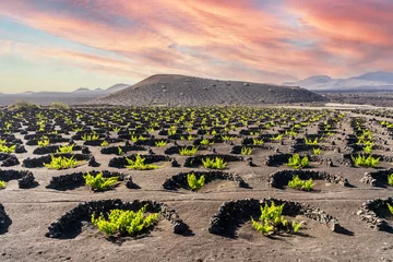 Wandaufkleber Landscape of volcanic vineyards of La Geria, Lanzarote, Canary Islands, Spain © eunikas