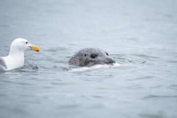 Kamchatka seal in Bering sea
