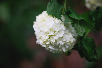 Close up on flower ball of Viburnum plant in garden