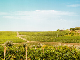 Fototapeta na wymiar Wide panoramic shot of a summer vineyard rural landscape. Wine production, wine tourism and wine tasting in Italy