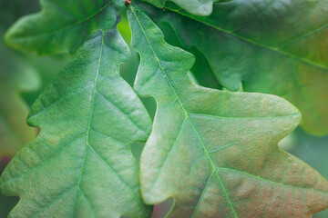 Details of oak tree leaves in Poland