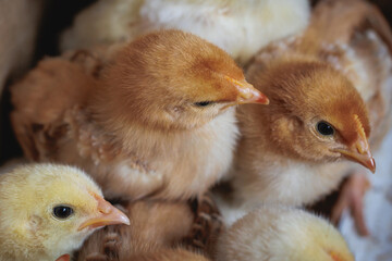 Chicks on a chicken farm in Poland